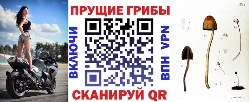 Галлюциногенные грибы MAGIC MUSHROOMS  наркота  Элиста 