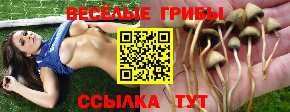 Галлюциногенные грибы Psilocybe Элиста